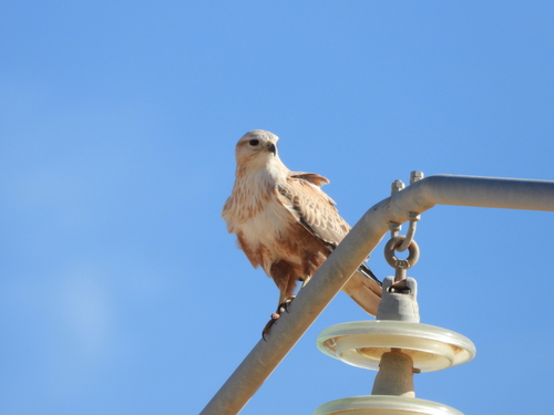 Long-legged Buzzard