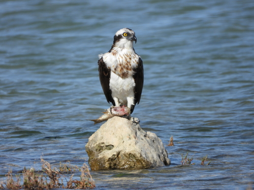 Osprey