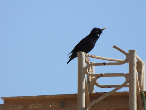 Spotless Starling
