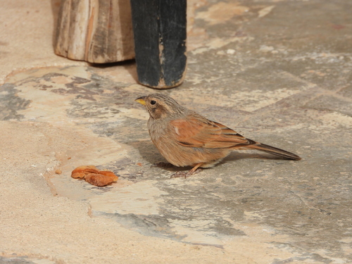 House Bunting