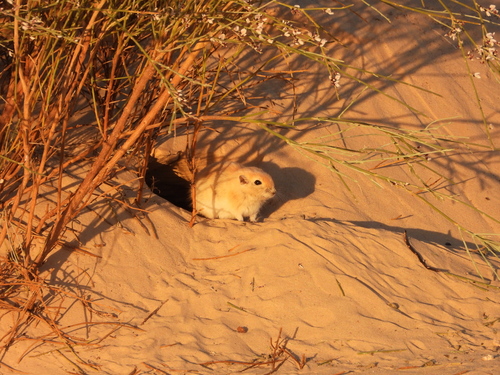 Fat Sand Rat