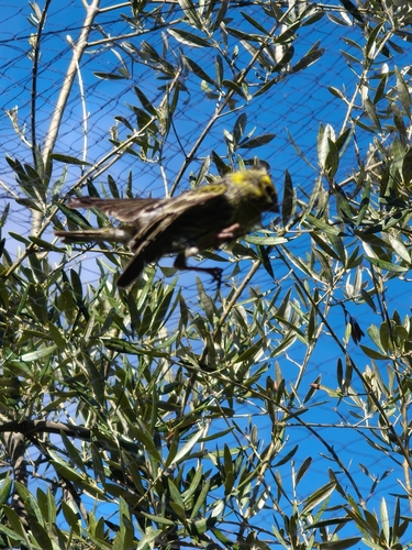 European Serin