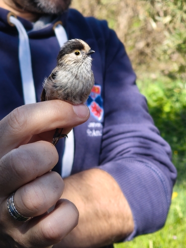 Long-tailed Tit
