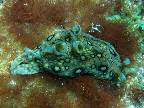 Aplysia dactylomela