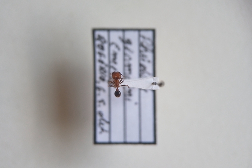 Pheidole germainiPheidole germaini