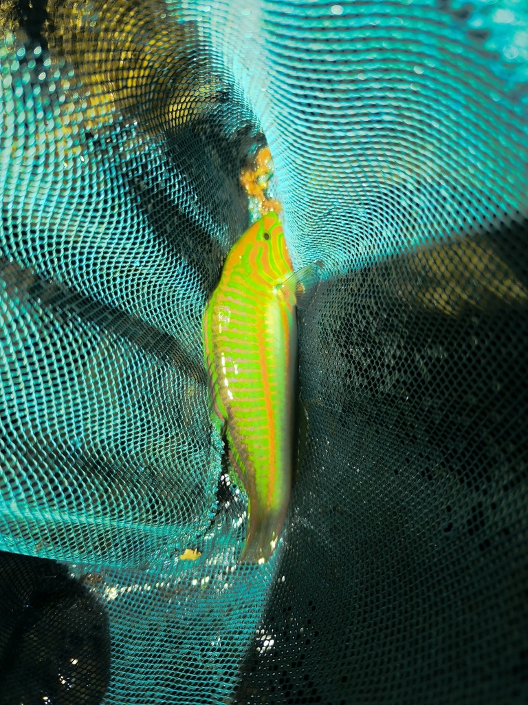Klunzinger'S Wrasse
