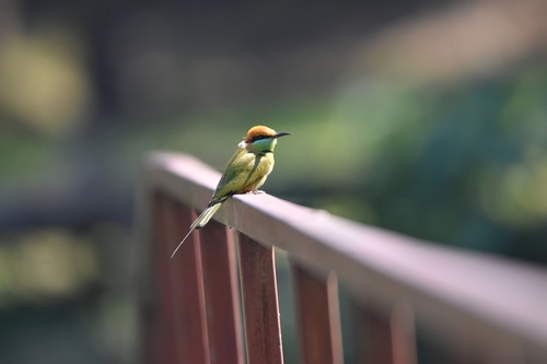 Asian Green Bee-eater