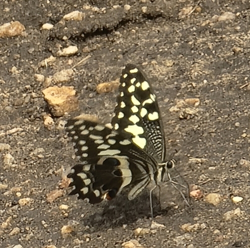Citrus Swallowtail