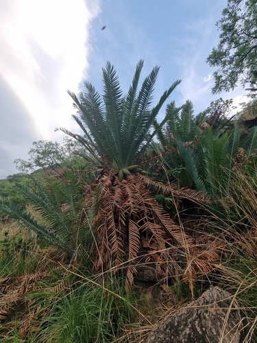 Encephalartos mackenziei
