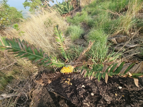 Encephalartos mackenziei