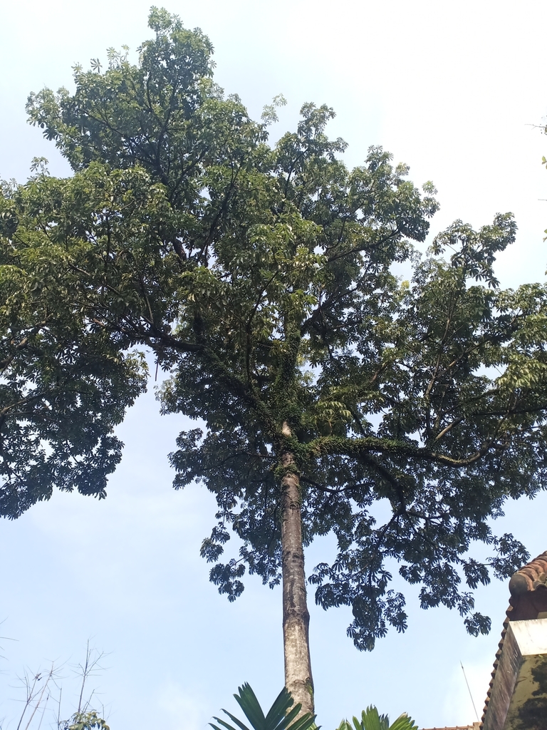 java-olive-from-fakultas-kehutanan-ipb-on-march-1-2020-at-08-52-am-by