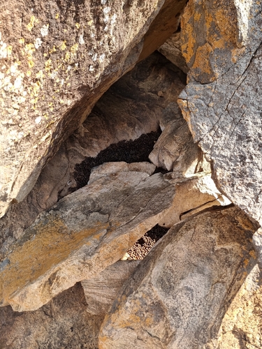 Rock Hyrax