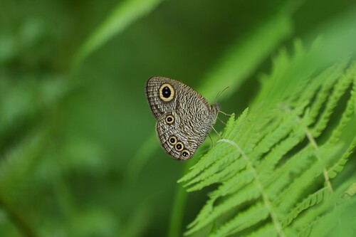 Ypthima tappana