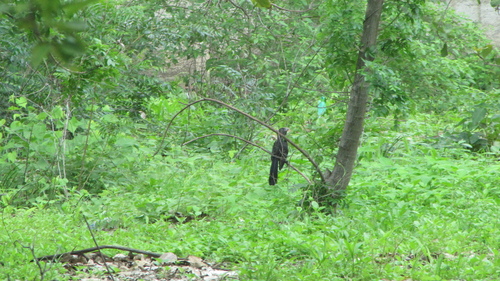 Smooth-billed Ani