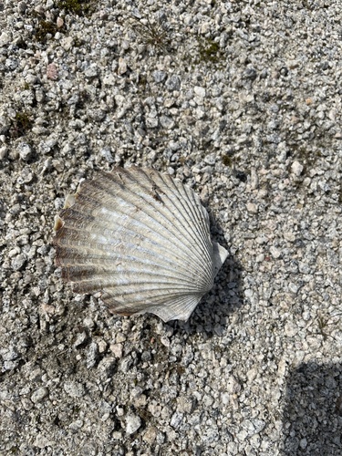 Argopecten irradians