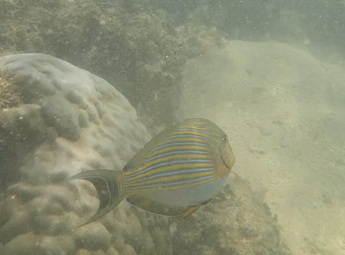 Acanthurus lineatus