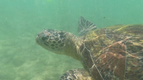 Chelonia mydas