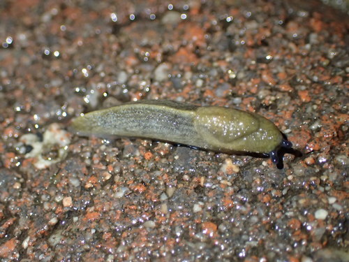 Greenhouse Slug