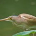 Yellow Bittern - Photo (c) WK Cheng, all rights reserved, uploaded by WK Cheng