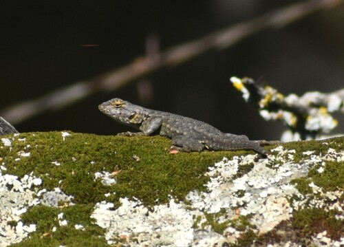 iNaturalist observation photo of Western Fence Lizard