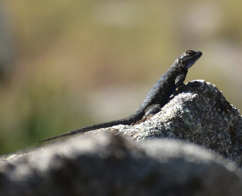 iNaturalist observation photo of Western Fence Lizard