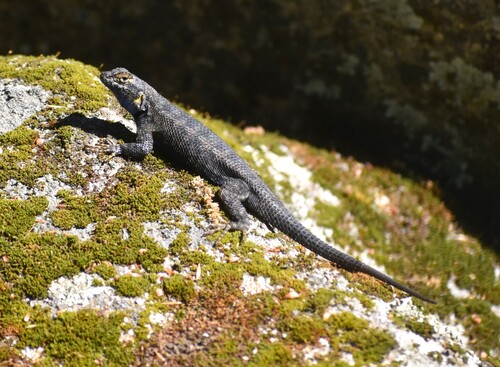 iNaturalist observation photo of Western Fence Lizard