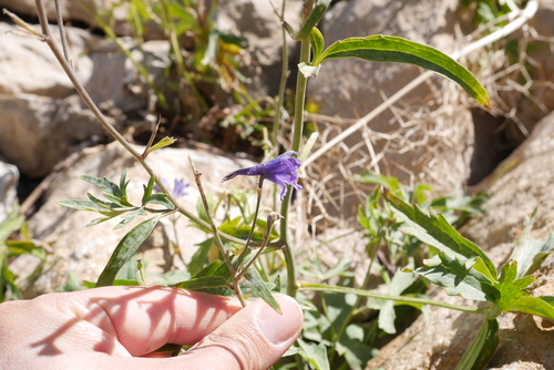 Delphinium formosum