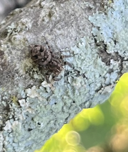 Sumampattus quinqueradiatus