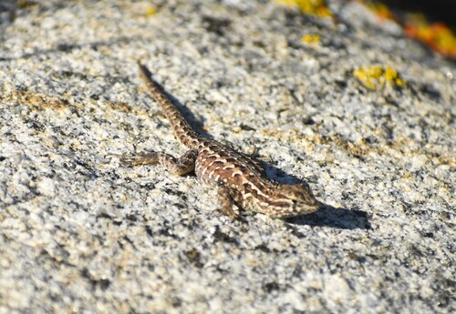 iNaturalist observation photo of Common Side-blotched Lizard