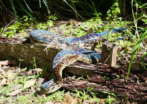 Australian Scrub Python sighting