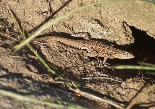 iNaturalist observation photo of Common Side-blotched Lizard
