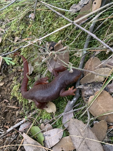 iNaturalist observation photo of Sierra Newt