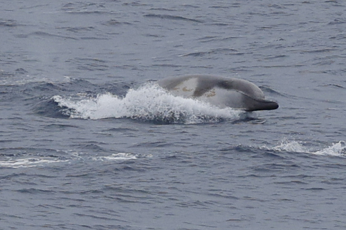 Shepherd's Beaked Whale