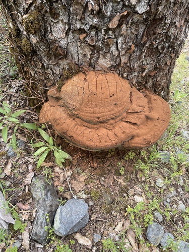 Artist's Brackets, Reishi, and Allies