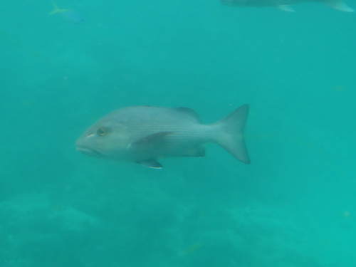 Lutjanus bohar
