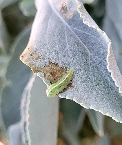 Unknown species found near San Marcos, CA 92078, USA