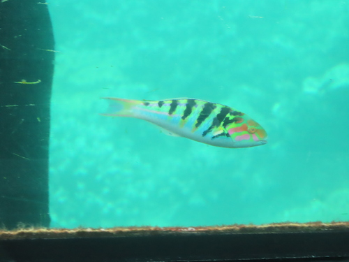 Thalassoma hardwicke