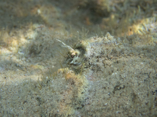 Highbrow Rockskipper — seen at this dive site