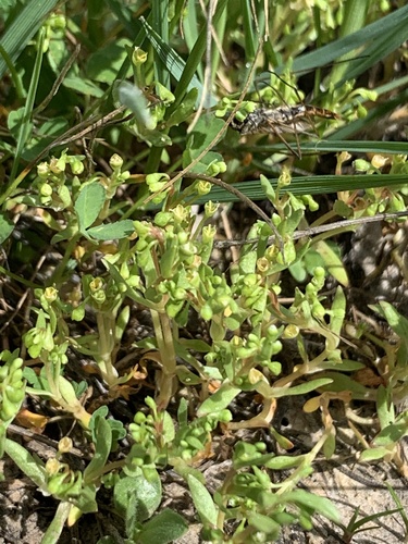 iNaturalist observation photo of blinks