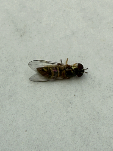 Unknown species found near San Marino, CA, US