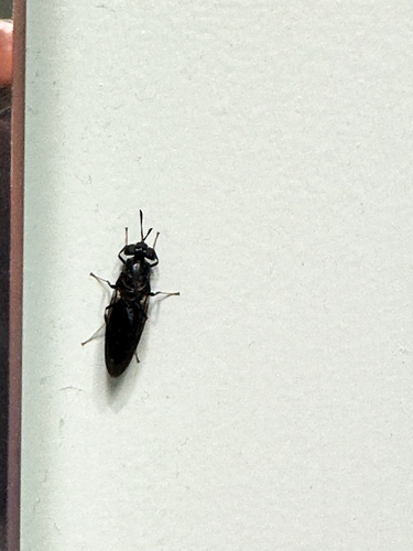 Unknown species found near Weathervane Dr, Durham, NC, US