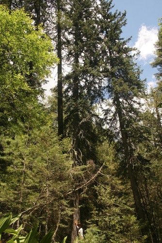 Chihuahua spruce