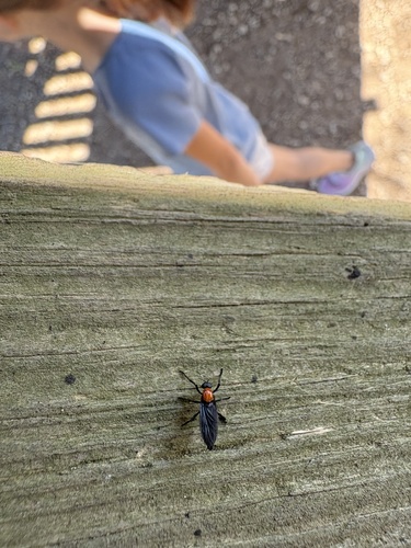 Unknown species found near Brazos Bend State Park, Needville, TX, US