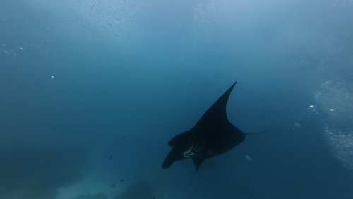 Mobula alfredi