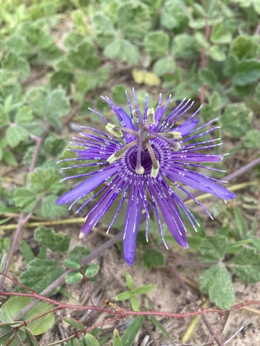 Passiflora subrotunda
