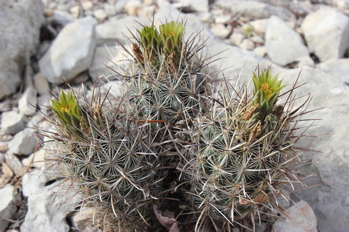 Scheer's Fishhook Cactus