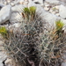 Scheer's Fishhook Cactus - Photo (c) Silvino Eduardo, all rights reserved