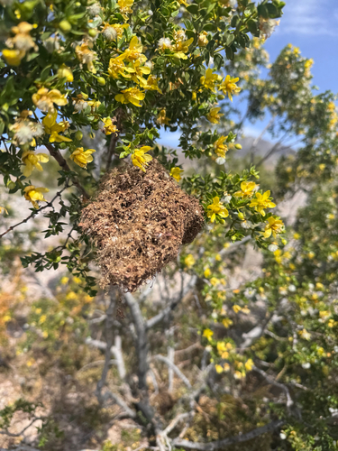 Unknown species found near Death Valley National Park, Inyo County, US-CA, US