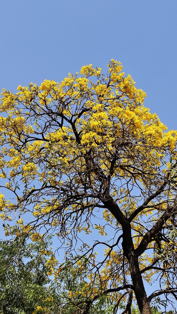 Yellow Bridge Tree Yellow Trumpet-tree from Ashoka University on March 16, 2026 at 11:10 ...
