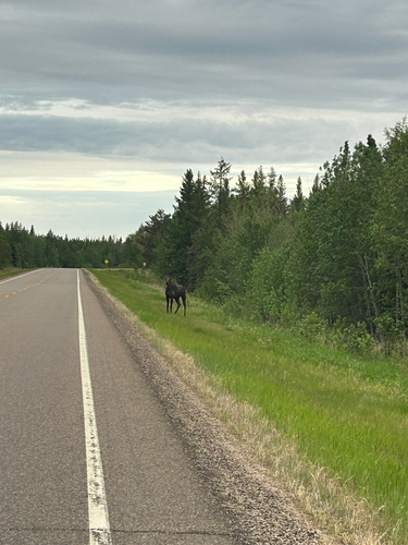 Moose